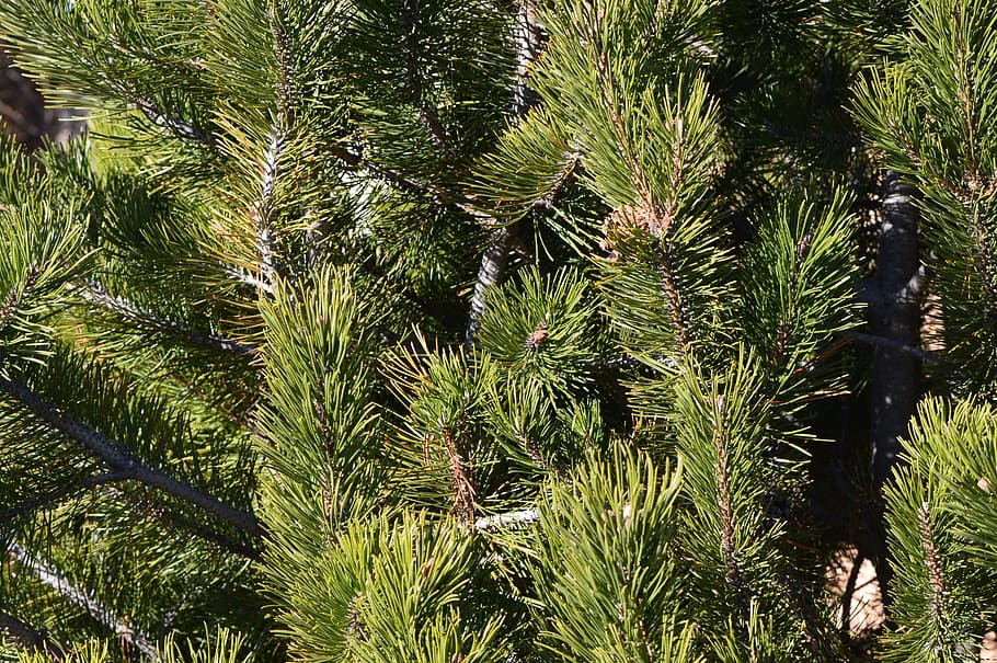 fir, pine, tree, needles, green, nature, evergreen, spruce HD wallpaper