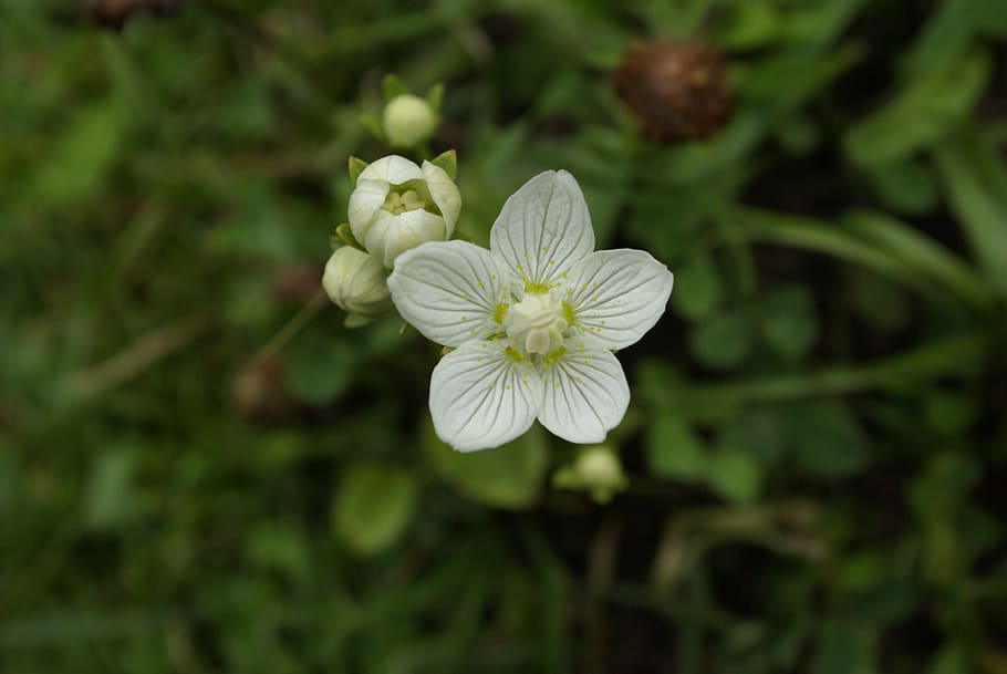 flower, white, nature, blossom, bloom, close, white flower HD wallpaper