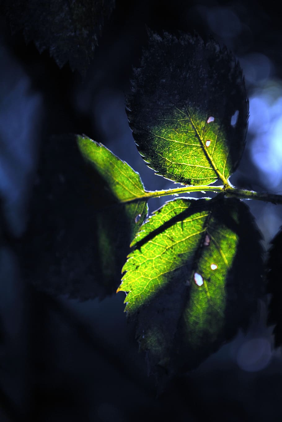 leaf, nature, colors, plant part, close-up, green color, insect HD wallpaper