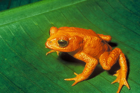 orange frog on green leaf, gold toad, anuran, bufonidae, incilius periglenes HD wallpaper