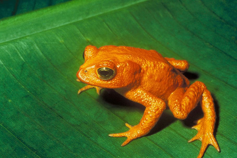 orange frog on green leaf, gold toad, anuran, bufonidae, incilius periglenes HD wallpaper