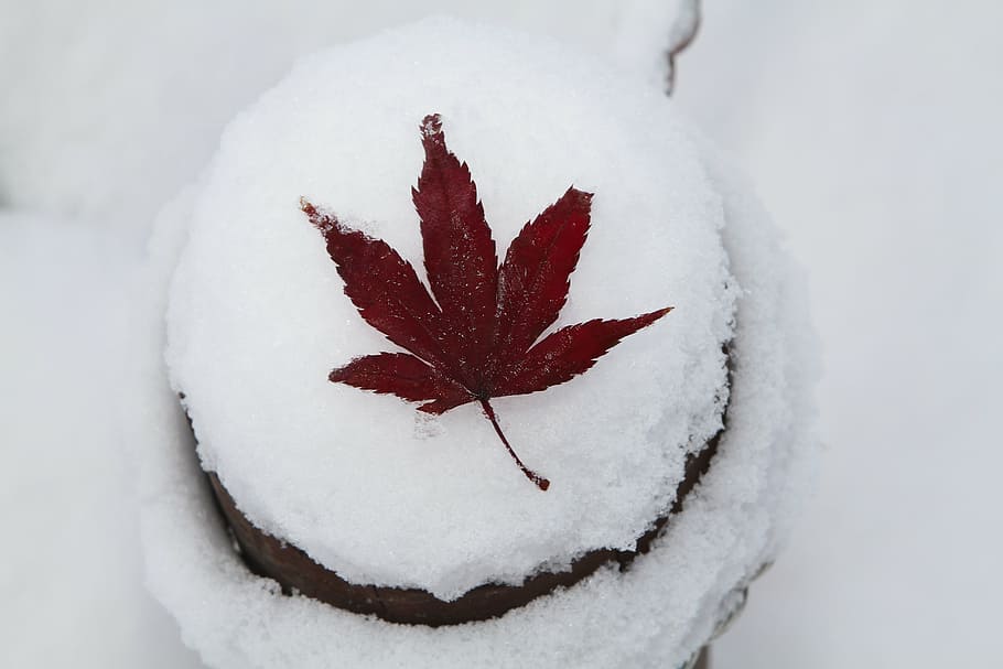 brown maple leaf on ice cream, autumn leaves, snow, winter HD wallpaper