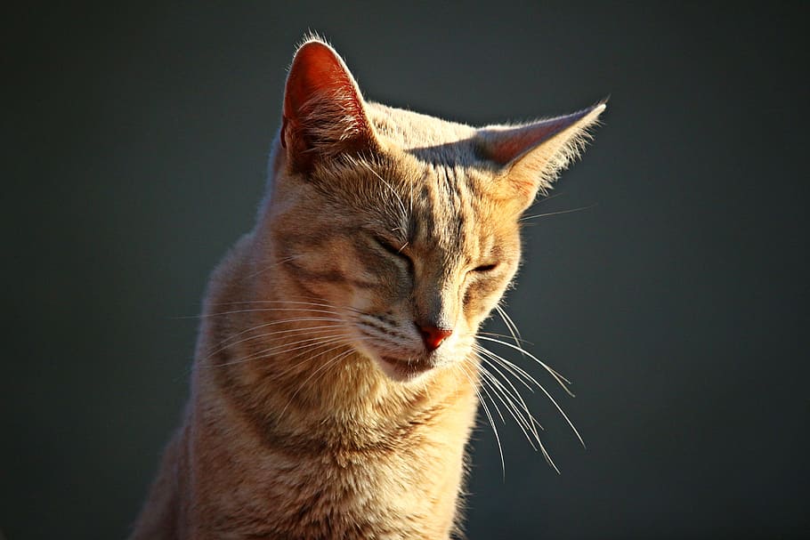 cat, kitten, mieze, tiger cat, mackerel, pet, domestic cat HD wallpaper