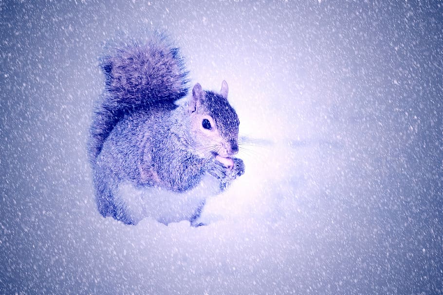 Squirrel, Winter, Snow, Light, cold temperature, one animal HD wallpaper