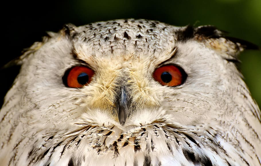 white and brown owl, bird, feather, eagle owl, animals, wild bird HD wallpaper