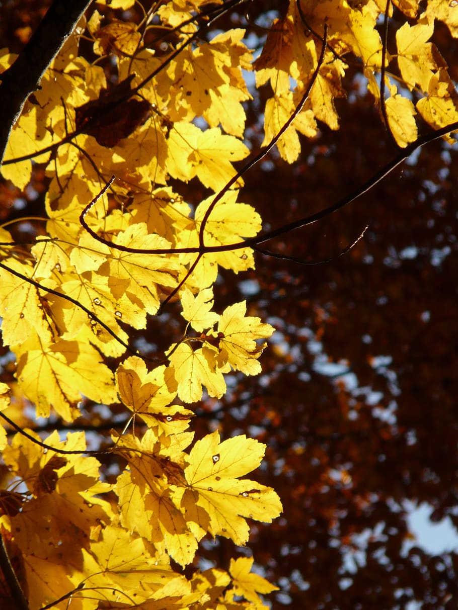 mountain maple, acer pseudoplatanus, deciduous tree, golden autumn, HD wallpaper