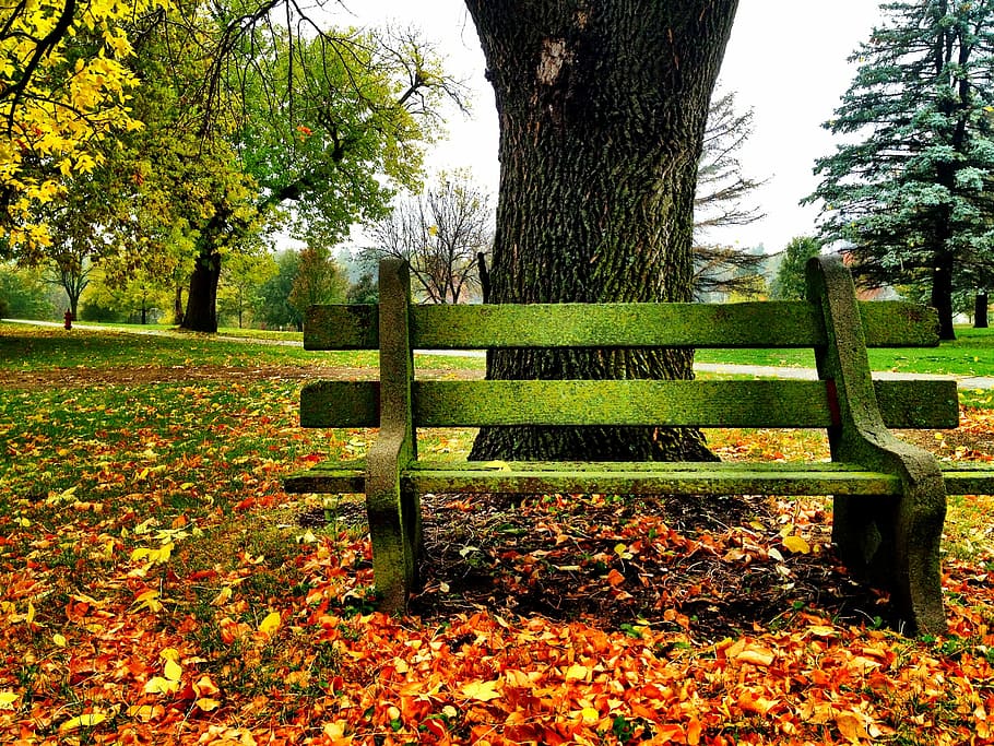 park bench, fall, fall leaves, plant, tree, autumn, nature HD wallpaper
