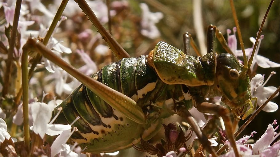 Insect, Grasshopper, Forest, Nature, close-up, no people, one animal HD wallpaper