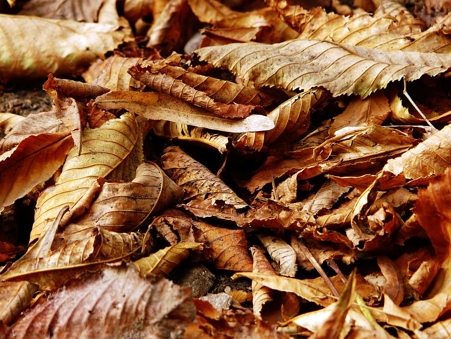 closeup photography of brown dried leaves, autumn, leaf, fall HD wallpaper