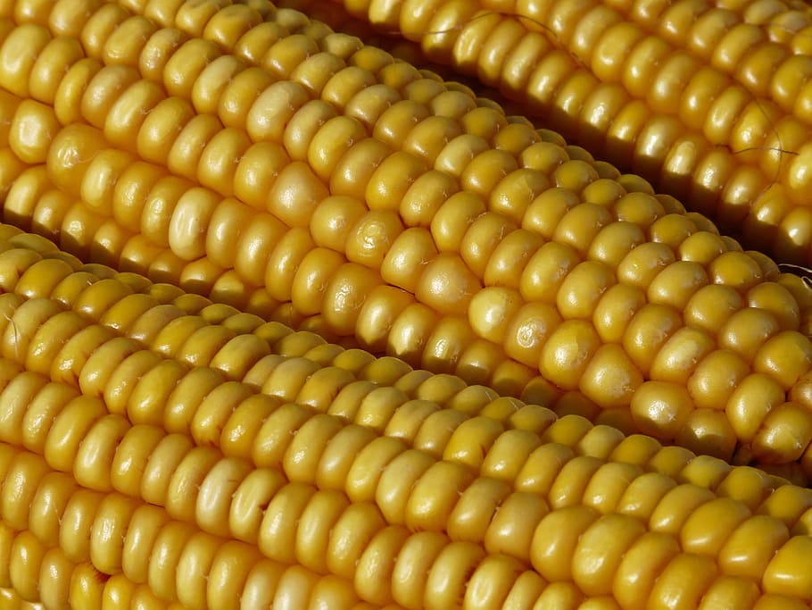 macro photography of three corn cubs, Corn On The Cob, Corn Kernels HD wallpaper