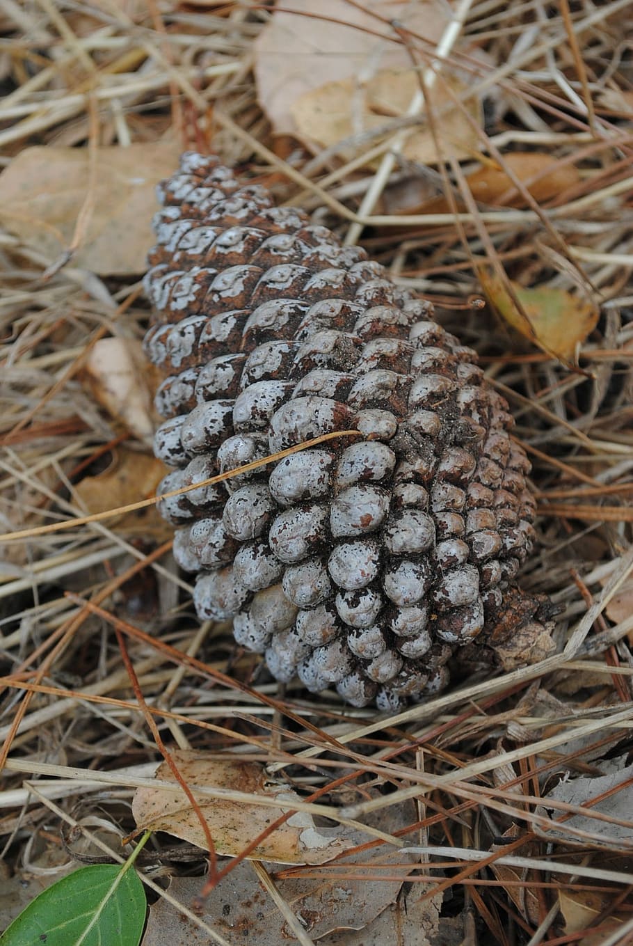 Pine Cone, Nature, Brown, Pine, natural, forest, wood, close-up HD wallpaper