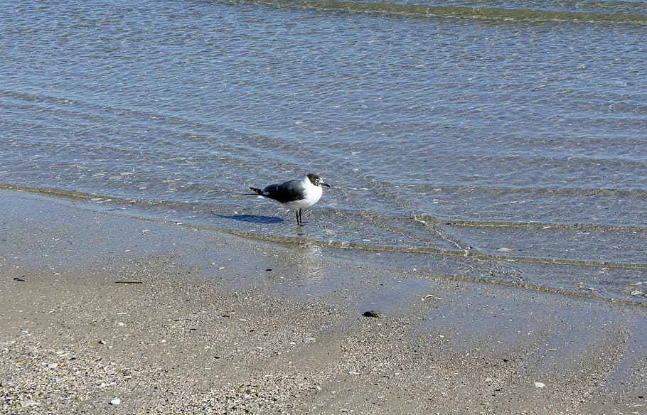 seagull, bird, ocean, water, lonely, beach, nature, animal HD wallpaper