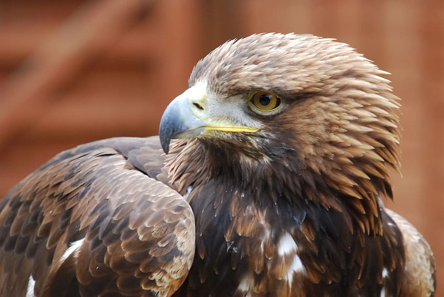 selective focus photo of brown eagle, beak, portrait, strength HD wallpaper