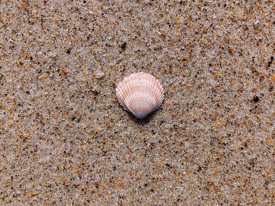 seashell on ground, brown and white seashell on brown sand, beach HD wallpaper