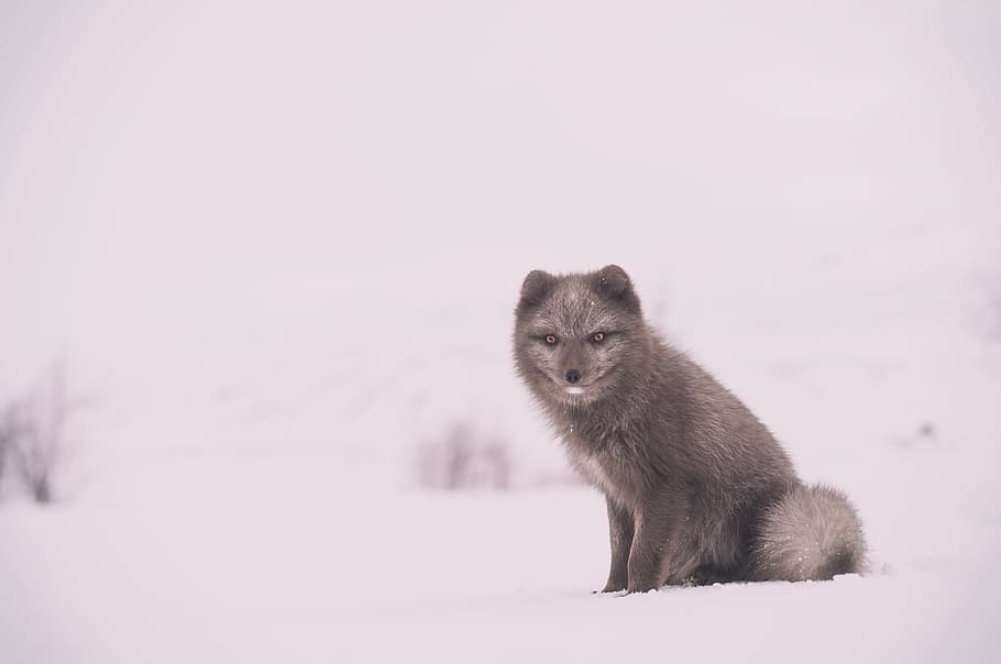 gray fox on white snow, gray coyote on snowfield, animal, arctic fox HD wallpaper