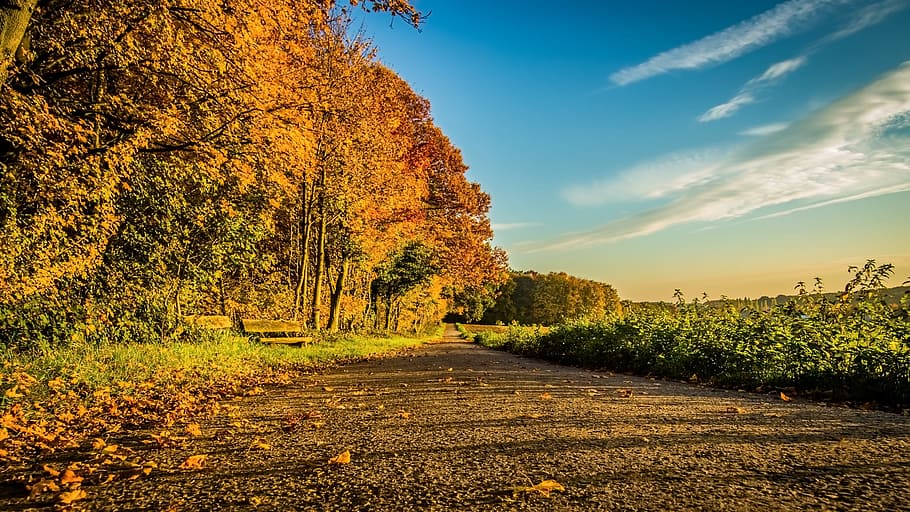 autumn, path, sunset, landscape, forest, foliage, season, light HD wallpaper