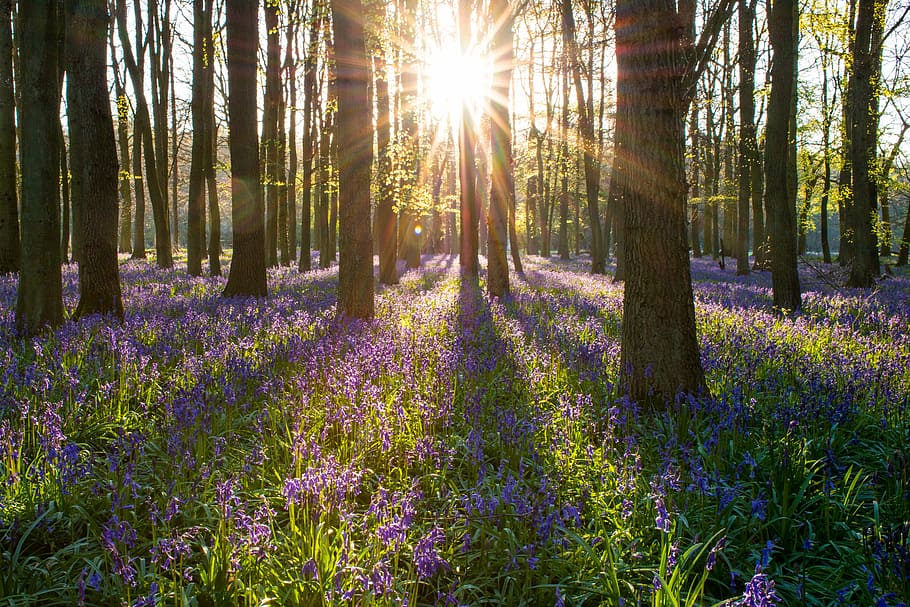 landscape photography of garden of purple petaled flowers and brown trees with crepuscular ray HD wallpaper
