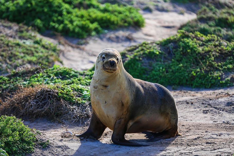 australia, seals, walrus, sea lions, animal wildlife, animals in the wild, HD wallpaper