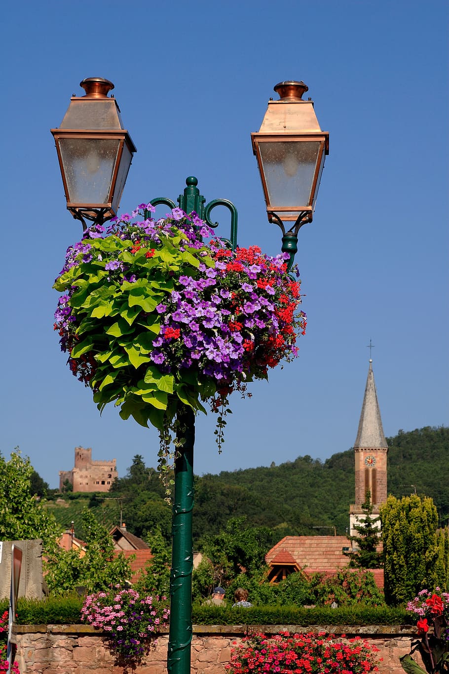 lantern, historic street lighting, plant, flower, flowering plant HD wallpaper