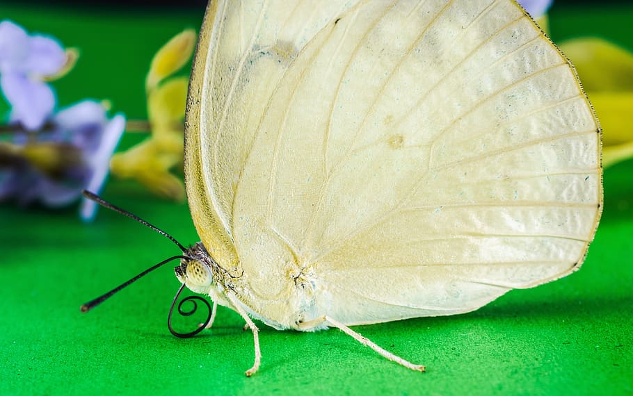 butterfly, insect, close-up, animal, one animal, animal themes HD wallpaper