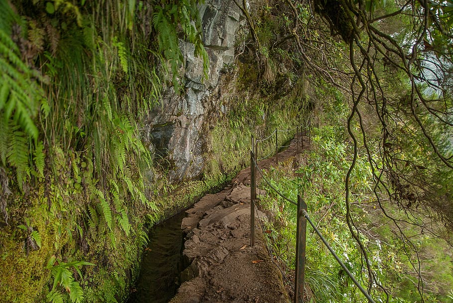 madeira, levada, irrigation, trail, hiking, plant, tree, forest, HD wallpaper