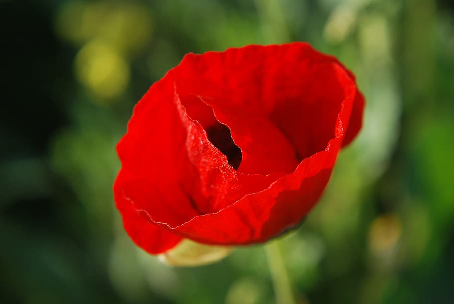 red flower, green, nature, petals, blossom, spring, bloom, female HD wallpaper