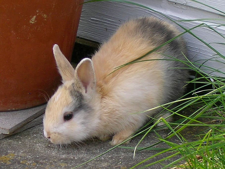 Rabbits, Hare, Pet, Munchkins, one animal, animal themes, grass HD wallpaper