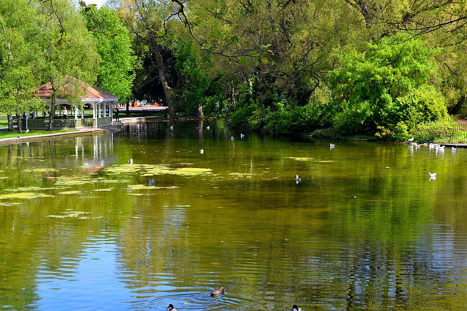 Pond, Reflected, Reflection, summer, nature, green, trees, park HD wallpaper
