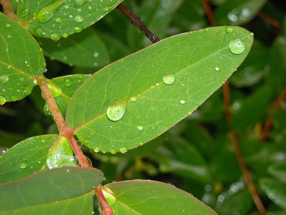 Plants, Rain, Water, Nature, leaf, green color, drop, wet, plant part HD wallpaper