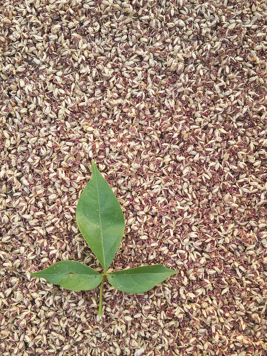 Bugs, Food, ligth, leaf, green color, plant, seed, close-up HD wallpaper
