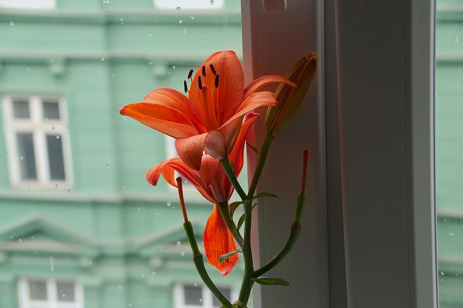flower, window, rain, glass, kamienica, lily, flowering plant HD wallpaper