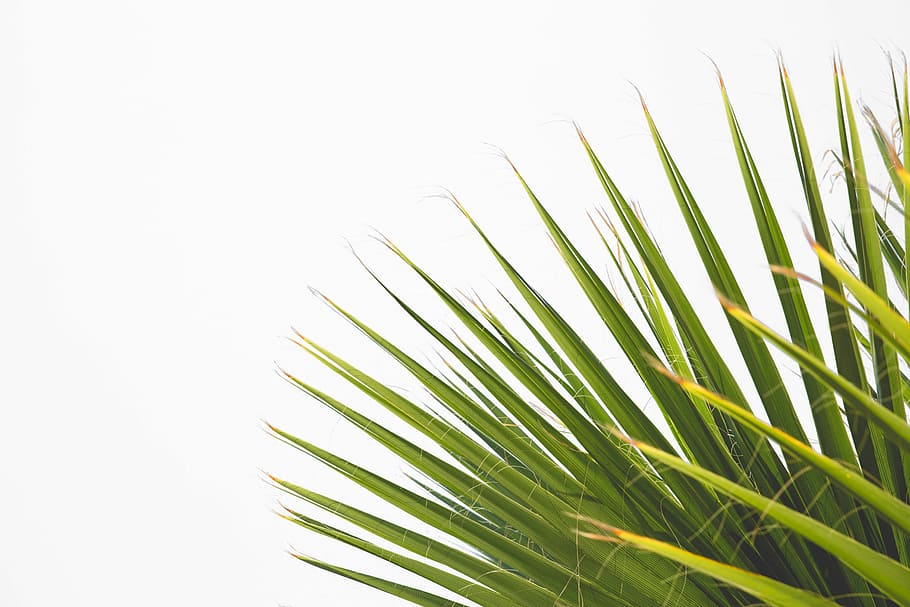 green palm plant, tree, leaf, white, wall, nature, natural, leafe HD wallpaper