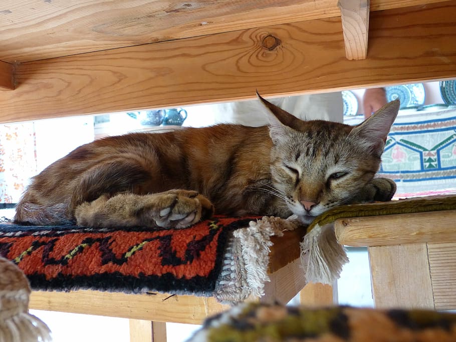 Cat, Sleep, Tired, Rest, Pet, domestic cat, one animal, animal themes HD wallpaper