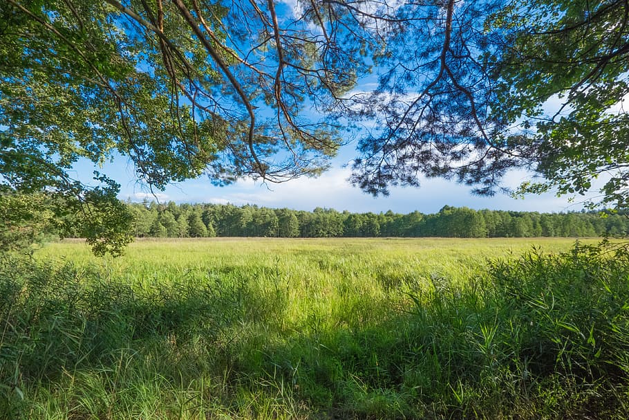 green grass field, forest, landscape, vegetation, summer, foliage HD wallpaper