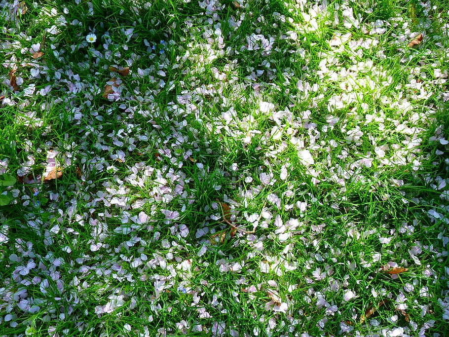 petals, white, meadow, grass, plant, flowering plant, growth HD wallpaper