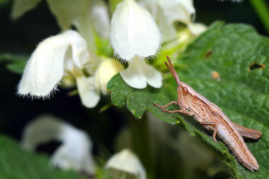 insect, grasshopper, macro, plant, no people, nature, close-up HD wallpaper