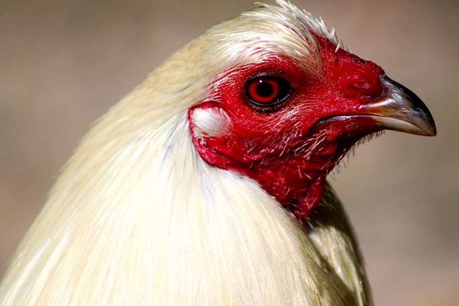 Rooster, Head, Poultry, Bird, Chicken, male, cock, domestic HD wallpaper