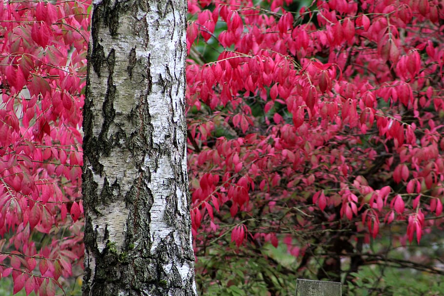 tree, leaves, autumn, plant, trunk, growth, tree trunk, beauty in nature HD wallpaper