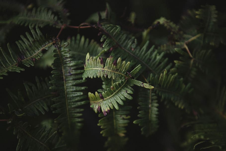 selective focus photography of green leaf plants, green leaf plant selective focus photography HD wallpaper