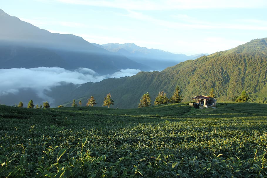 Taiwan, Wu, World, Tea Tree, wu world, agriculture, mountain HD wallpaper