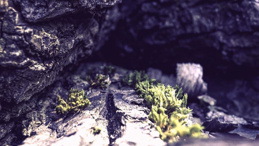 cave, rock, wood, macro, nature, close-up, plant, no people HD wallpaper