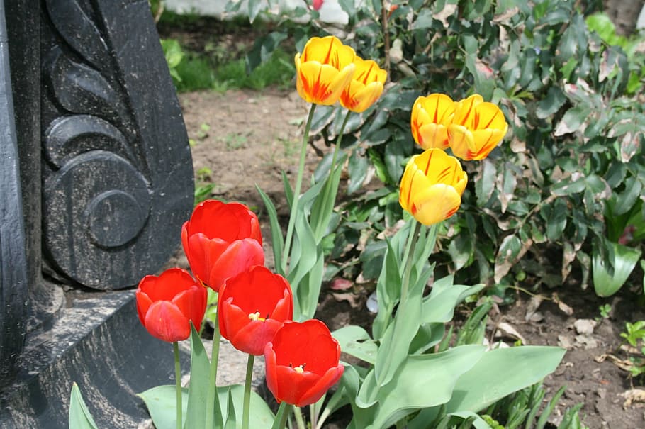 flowers, blooms, bright, tulips, red, yellow, in a garden, foliage