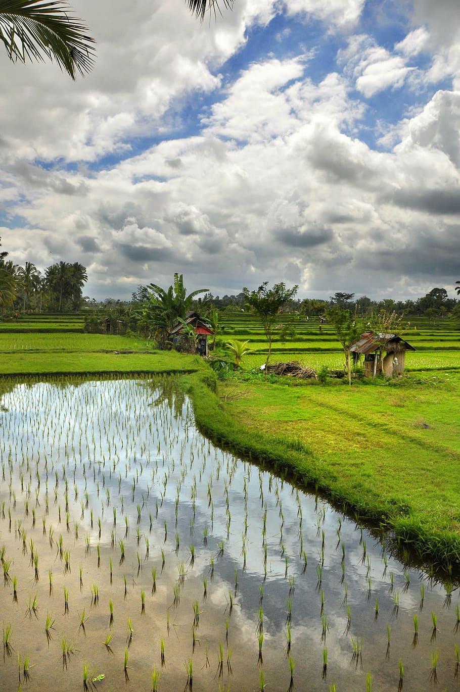 paddy, clouds, water, agriculture, nature, rural Scene, farm HD wallpaper