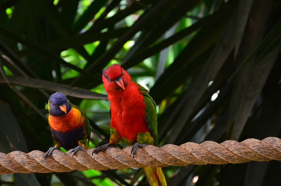 parrot, bird, colorful, animal wildlife, vertebrate, perching HD wallpaper