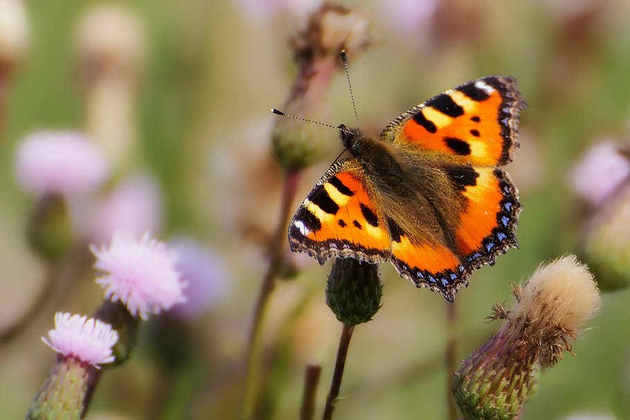 skipper moth hovering above pink petaled flower closeup photography HD wallpaper