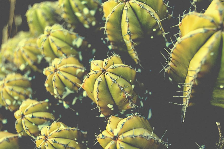 green cactus plant in close-up photography, green cactus, cacti HD wallpaper