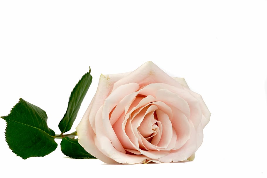 pink rose with three green leaves, flower, macro, flowers, bloom HD wallpaper