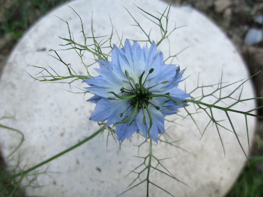 cornflower, blue, garden, flowering plant, vulnerability, fragility HD wallpaper