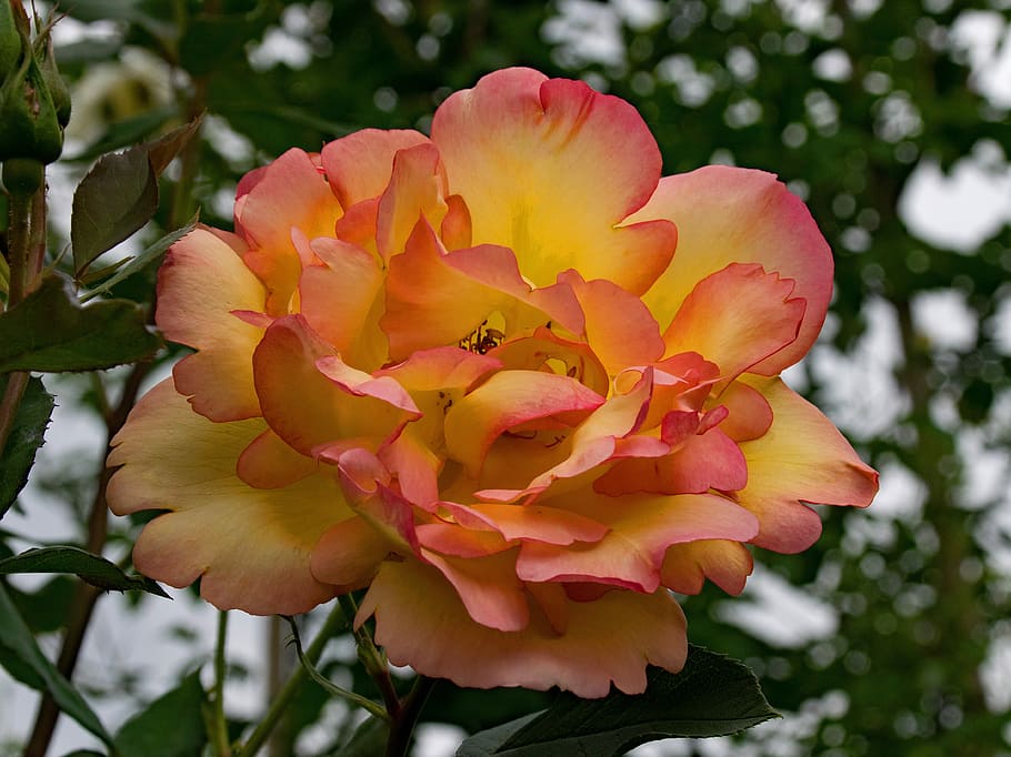 Parure, D'Or, rose, parure d'or, climbing rose, flowers, yellow, HD wallpaper