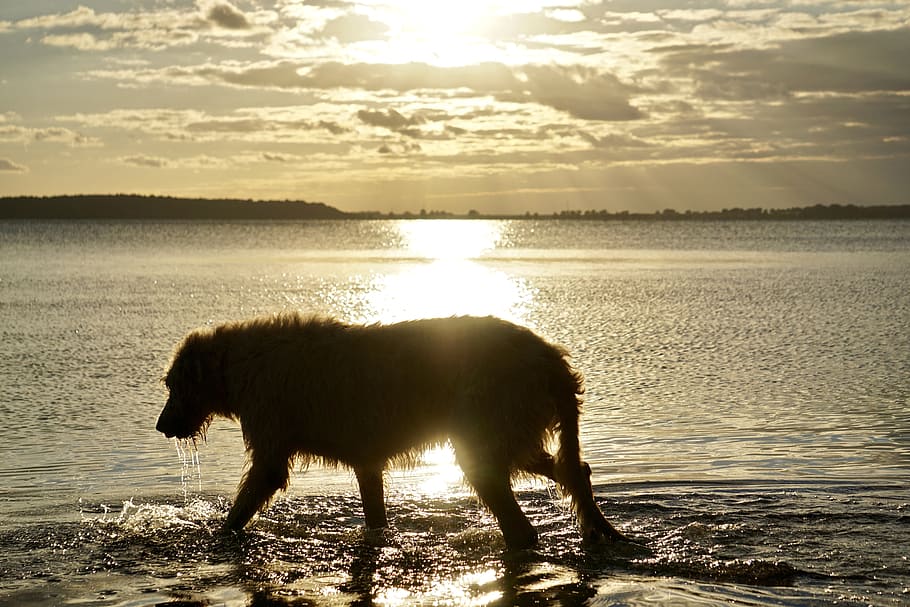 Irish Wolfhound, Beach, Sunset, silhouette, abendstimmung, animal wildlife HD wallpaper